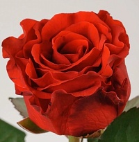 Роза El Toro (Ц) дл.60 10шт