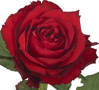 Роза E.q.r. Ecuatoroses Born Free дл.60 25шт