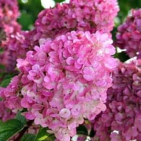 Гортензия (Hydrangea) метельчатая Сандей Фрайз 2л h40-50 1шт