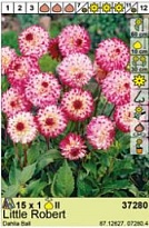 Георгина Литл Роберт шар. 1шт*