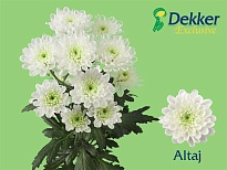 Хризантема кустовая Altaj 80 gr 5шт