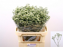 Лимониум Sensy White 5шт