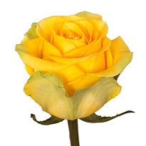 Роза Samerhflowers Brighton дл.60 25шт