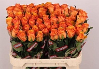 Роза Tycoon дл.80 10шт