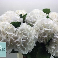 Гортензия White Verena дл.90 d23-25 1шт
