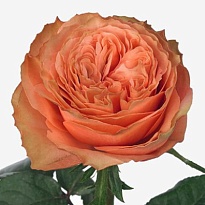 Роза Flor Hermosa Kahala дл.60 25шт