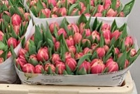 Тюльпан Do San Remo 50шт