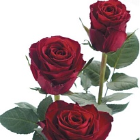Роза Madam Red дл.60 10шт