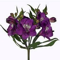 Альстромерия Much Purple дл.70 10шт