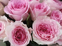 Роза Mandala (К) дл.60 10шт