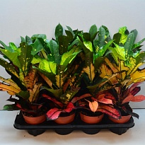 Кодиеум Вилма 3pp d12 h30 10шт