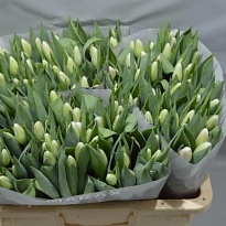 Тюльпан Ice Rif 10шт