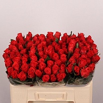 Роза Bright Torch дл.50 10шт