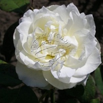 Роза Athena дл.50 10шт