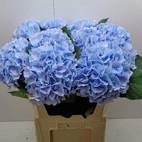 Гортензия Verena Blue дл.90 d25 1шт