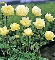Купальница культурная Нью Мун d17 1шт (СГ)
