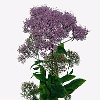 Трахелиум Hilsea Purple дл.L 10шт
