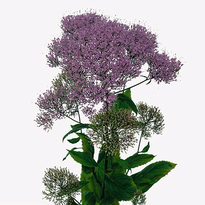 Трахелиум Hilsea Purple дл.L 10шт