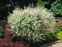 Ива (Salix) цельнолистная Хакуро Нишики d11 h20 1шт