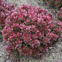 Барбарис (Berberis) тунб. Атропурпуреа Нана d9 h30-40 18шт