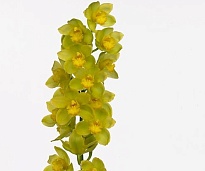 Орхидея Cymbidium Golden Wish дл.80 *6 1шт