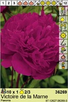 Пион Виктори Де Ла Марн 2/3 1шт*