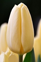 Тюльпан Крем Фрэш 10шт