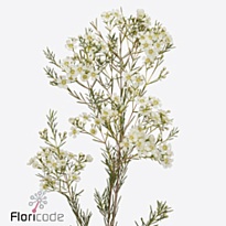 Хамелациум (Waxfl) Grace 10шт