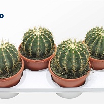Кактус Ферокактус Шварца d17 h25 4шт
