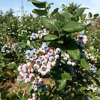 Голубика (Vaccinium) высокорослая Торо d9 h30 18шт