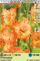 Гладиолус Принцесс гофр. 12/14 5шт*