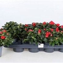 Азалия Симси Джимми d10 h25 12шт