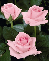 Роза Imperial Rose (B.Topalovic) Дезире 2л 1шт