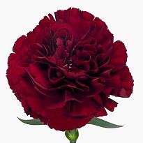 Гвоздика Grace 20шт