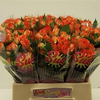 Роза кустовая Babe дл.40 10шт