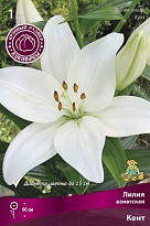 Лилия азиатская Кент 16/18 1шт