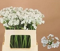 Алиум Flocon 10шт