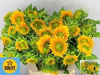 Подсолнух Solano Double 5шт