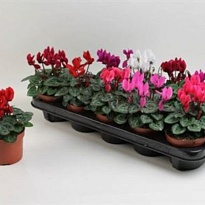 Цикламен Супер Аллюр Микс d12 h25 8шт