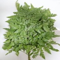 Папоротник Leather Fern дл.40 (К) 10шт
