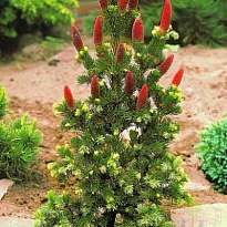 Ель (Picea) колючая Лаки Страйк 2л h20+ 1шт