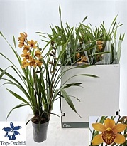 Орхидея Цимбидиум Оранж 2ст d14 h70 8шт