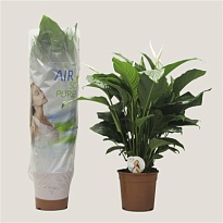 Спатифиллум Лауретта d24 h105 1шт