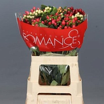 Гиперикум Rainbow Romance 5шт