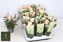 Роза Арома Пинк d10 h25 15шт