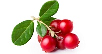 Брусника (Vaccinium) обыкновенная Ред Перл d9 h20-30 18шт