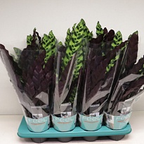 Калатея Лансифолия d12 h40 6шт