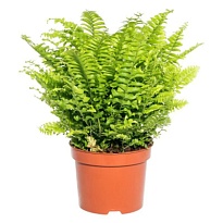 Нефролепис Грин Леди d12 h30 10шт