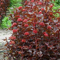 Пузыреплодник (Physocarpus) калинолист. Ред Барон d14 h30-40 1шт
