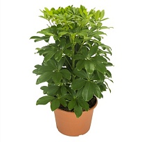 Шеффлера Нора d21 h80 1шт